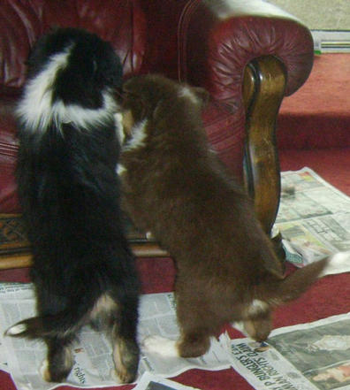 OLI & JACOB CLIMBING ON CHAIR