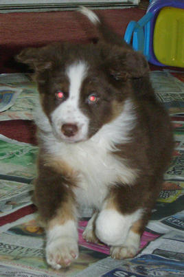 OLI RED TRI DOG RUNNING
