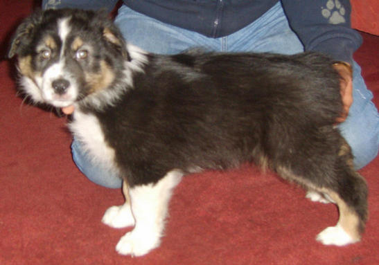 ALFIE BLACK TRI DOG STANDING