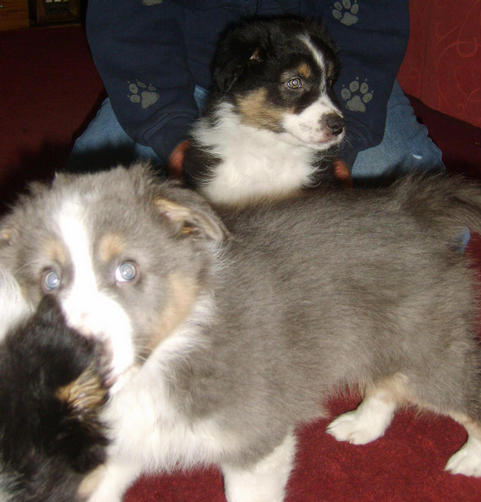 MISTY & ALFIE