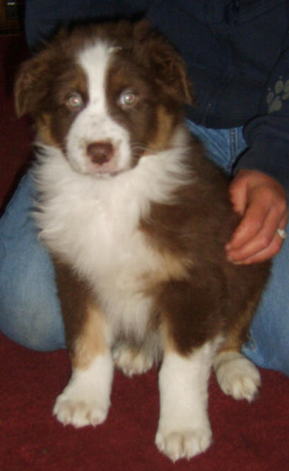 OLI RED TRI DOG