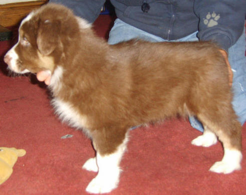OLI RED TRI DOG STANDING