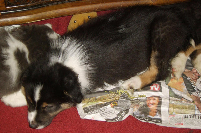 ALFIE SLEEPING