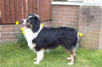 Ozzypool Marquis Diamond "Murphy"