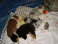 Pepper & Smurf's Puppies 29/9/05