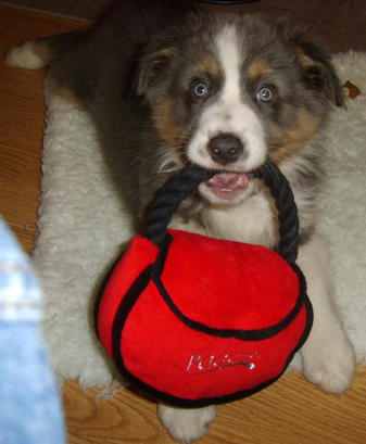 MISTY PLAYING WITH HER DESIGNER HANDBAG TOY