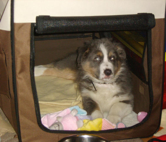 MISTY IN HER CRATE