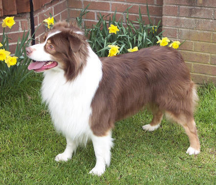 Ozzypool Red Hogan " Jake"