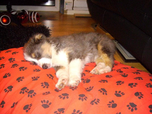 MISTY ON HER NEW BED