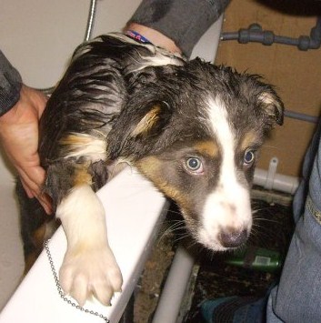 MISTY TRYING TO ESCAP THE BATH