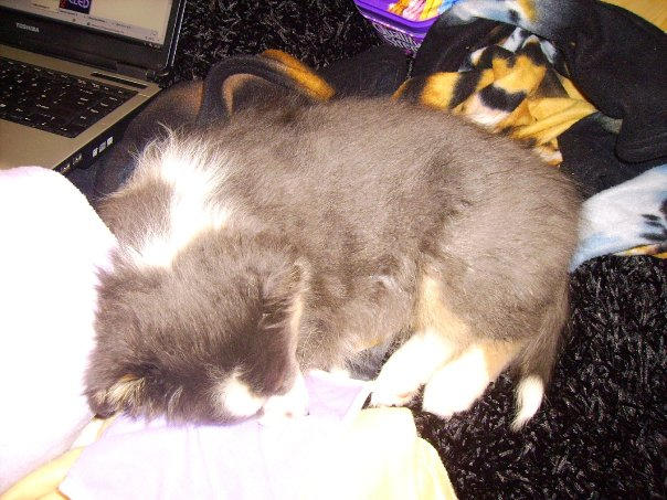 MISTY THE FLUFF BALL ASLEEP