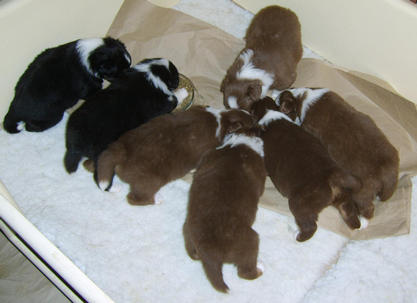 Puppies at 3 weeks feeding time
