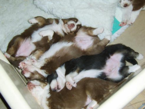 Puppies a sleep this is the life