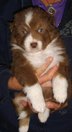 Red Tri Puppy Dog 4 Weeks old