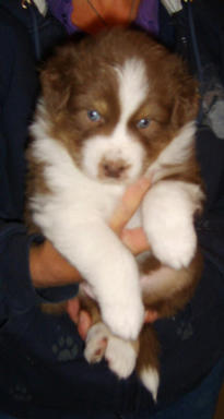 Red Tri Puppy Dog 4 weeks