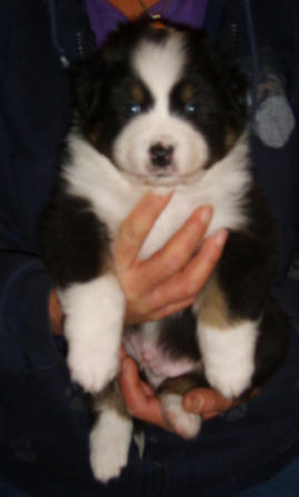 Black Tri Puppy dog 4 weeks