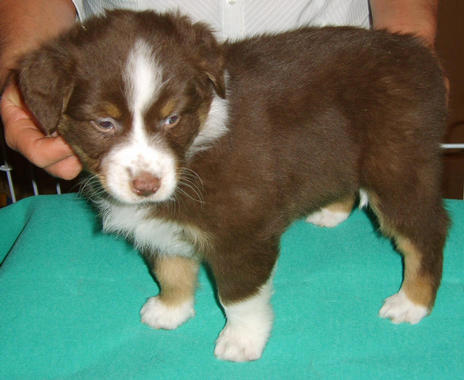 SWEET SPICE REDTRI FEMALE