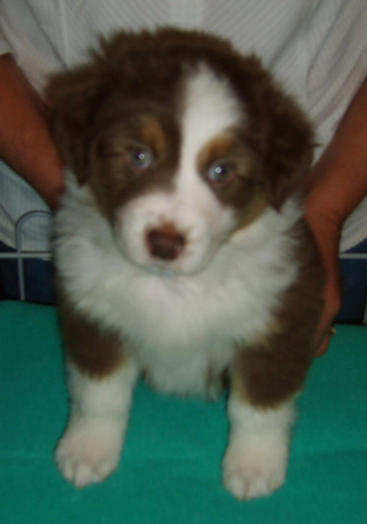 RUBY RED TRI FEMALE 2