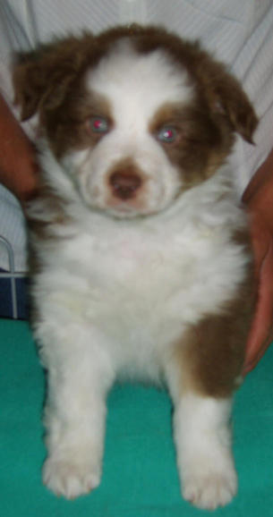 BLAZE RED TRI FEMALE 3