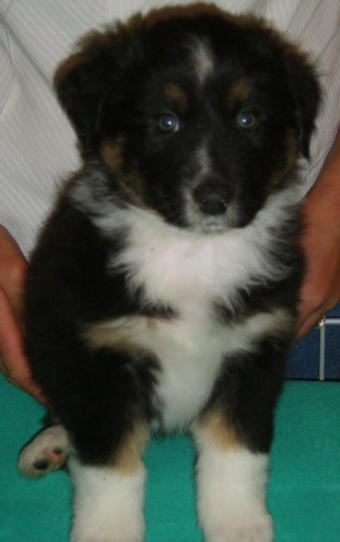 JACK BLACK TRI DOG 2