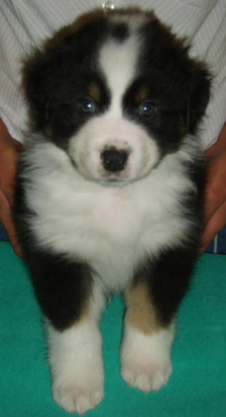 BEAR BLACK TRI DOG 1