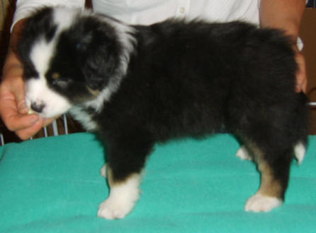 BEAR STANDING BLACK TRI DOG 1