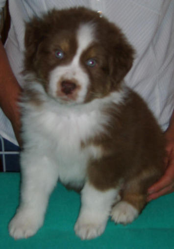 ROBBIE RED TRI DOG 1