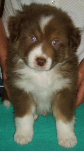 D J RED TRI DOG 2