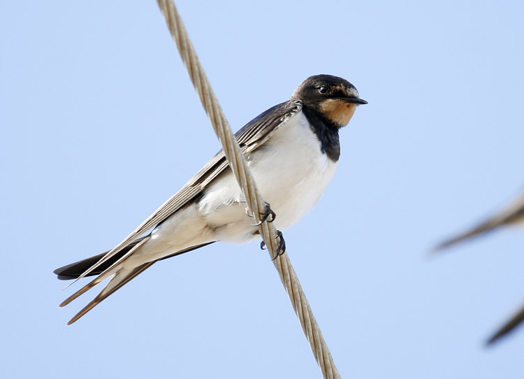 Swallow