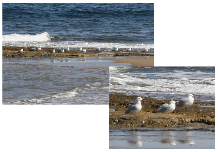 Auduoins Gull