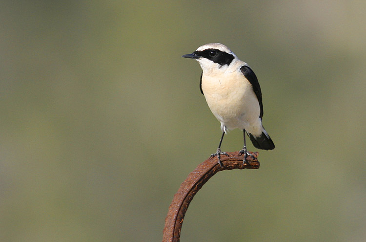 Black-eared Wheatear