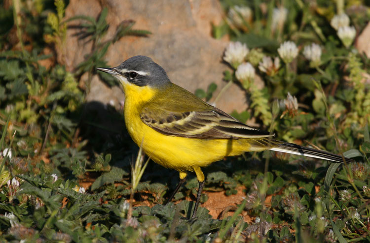 Yellow Wagtail