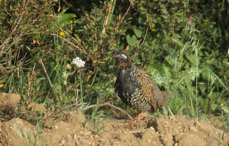 Black Francolin
