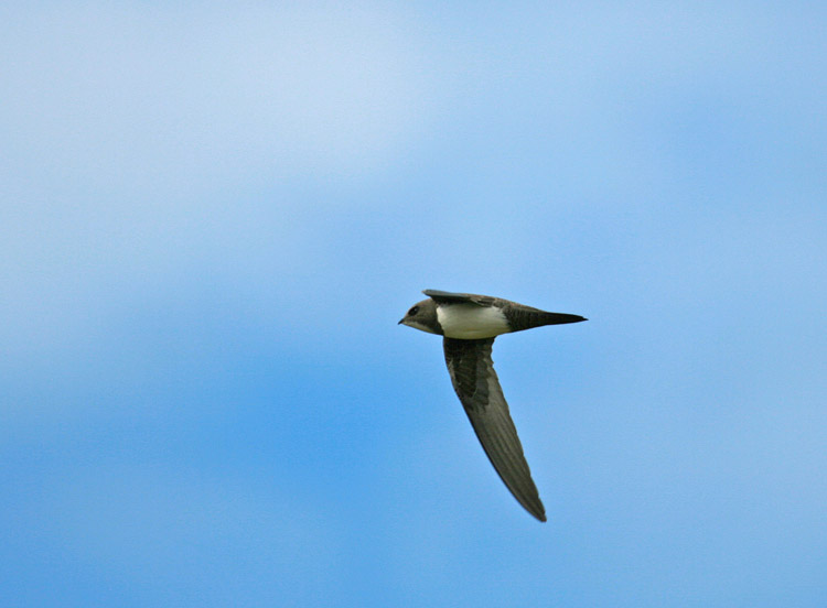 Alpine Swift