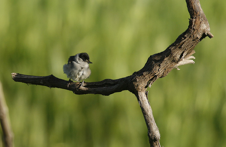 Blackcap