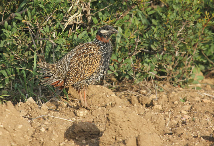 Black Francolin