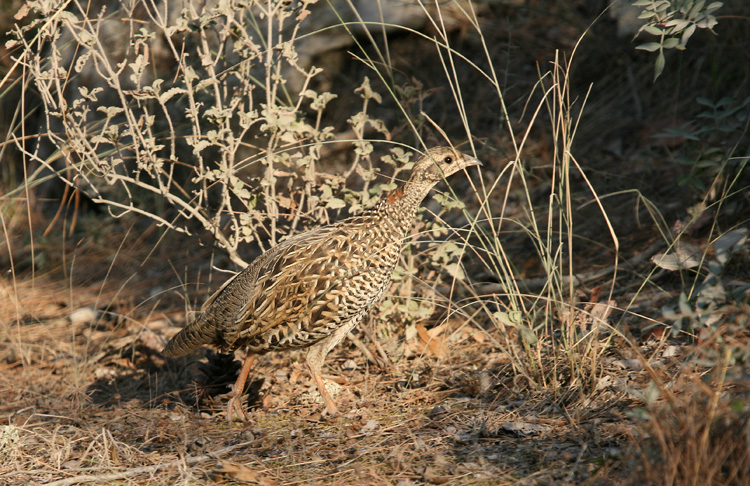 Black Francolin