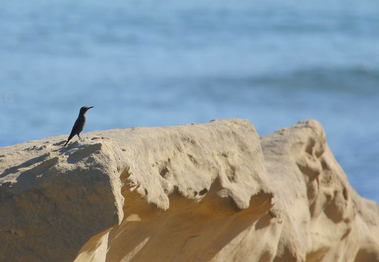 Blue Rock Thrush