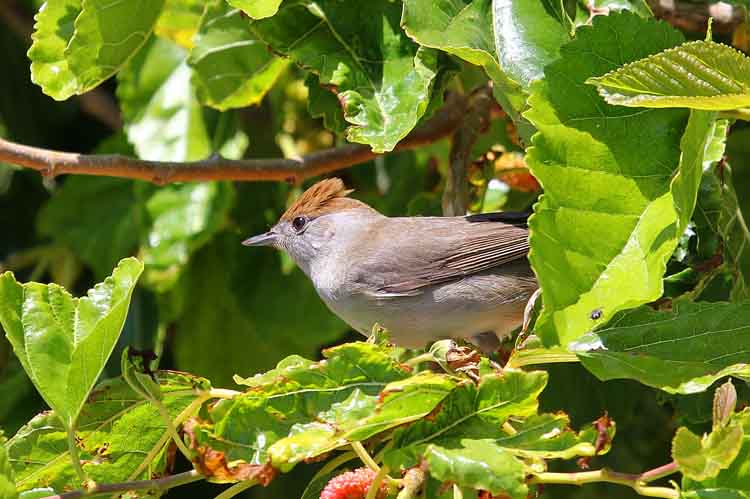 Blackcap