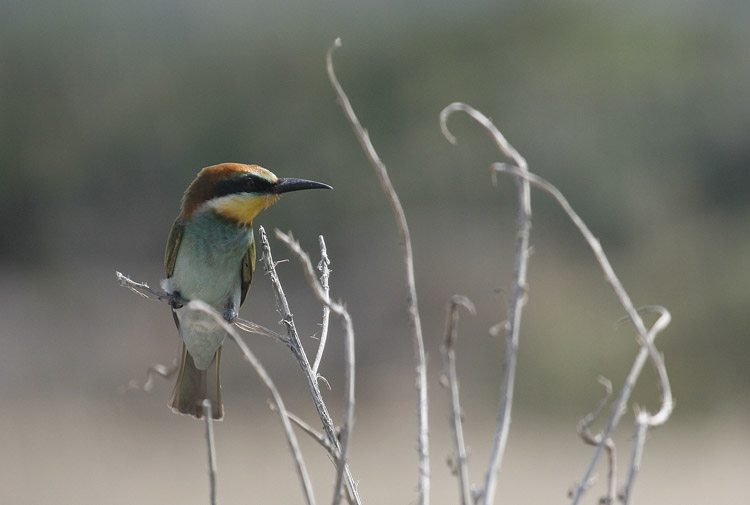 Bee eater