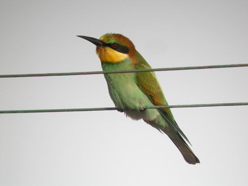 Bee eater (Merops apiaster)