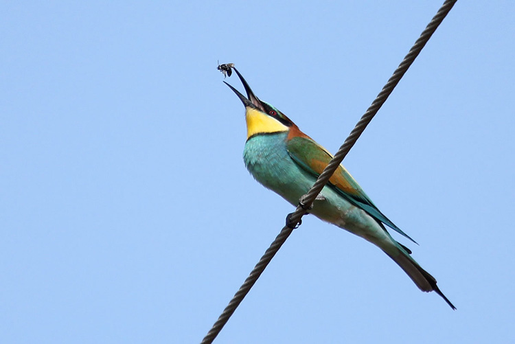 Bee Eater
