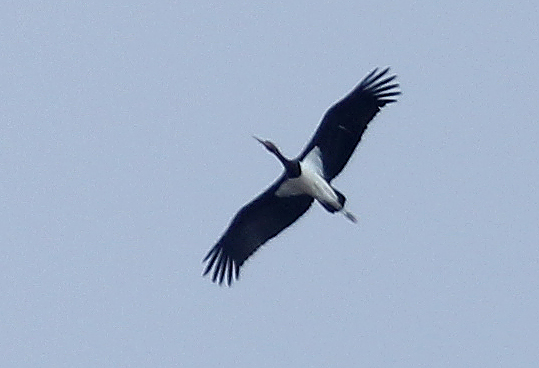 Black Stork