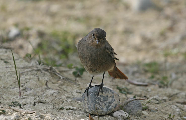 Black Redstart