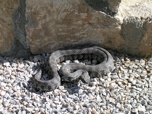 Blunt-nosed Viper