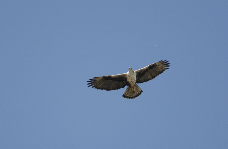 Bonelli's Eagle