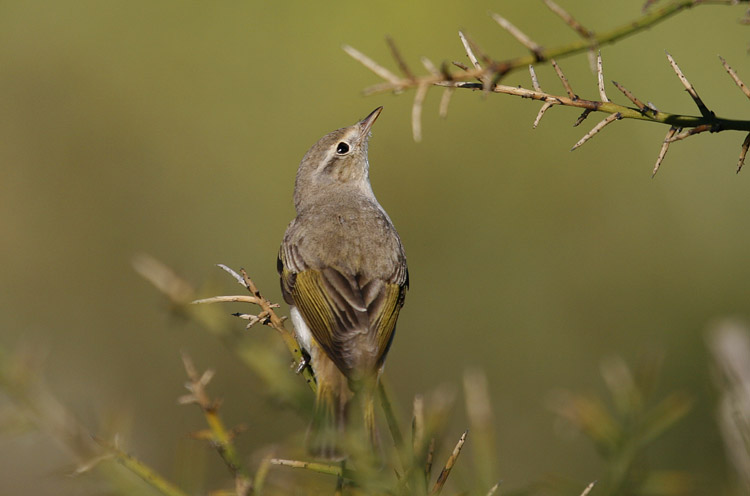 Bonellis Warbler