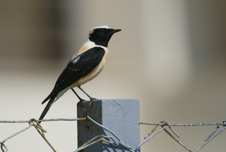 Cyprus Pied Wheatear