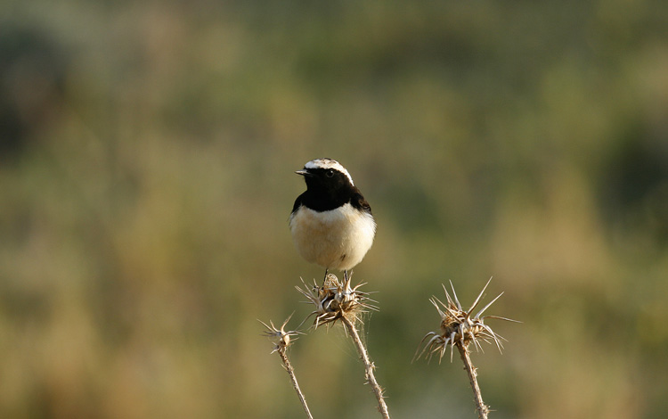 Cyprus Pied Wheatear
