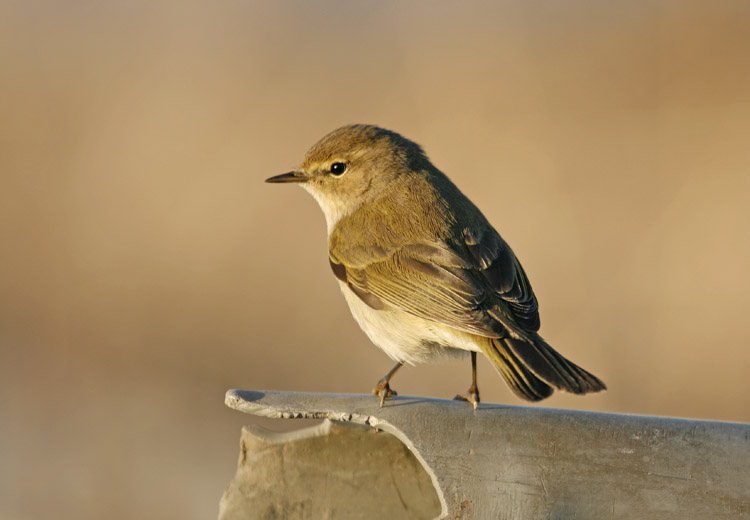 Chiffchaff